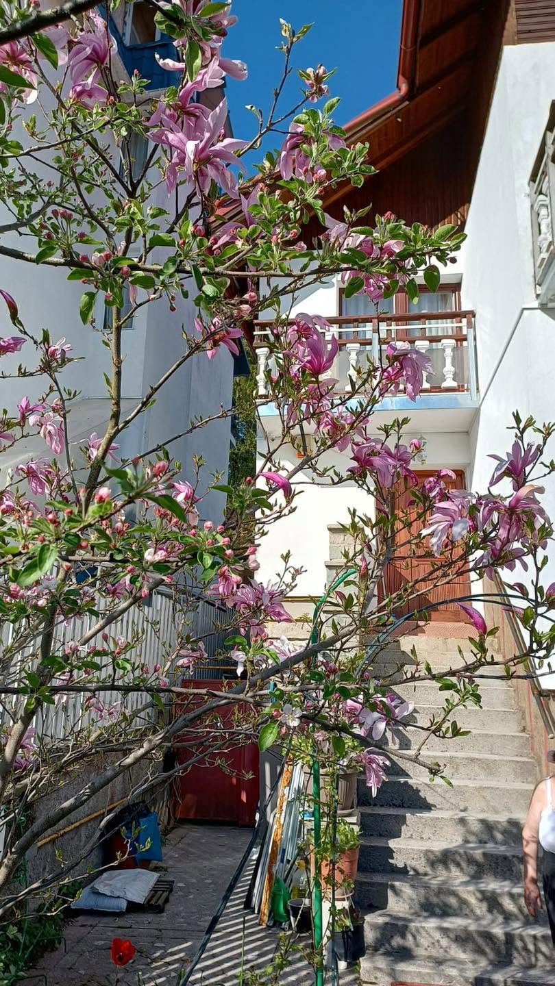 Foto Vila Casa Albă